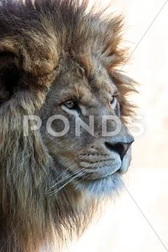 Isolated lion's head Stock Photos