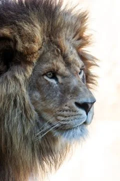 Isolated lion's head Stock Photos