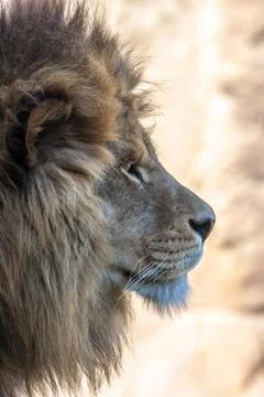 Isolated lion's head Stock Photos