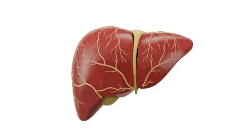 Isolated liver specimen on a white background view Stock Illustration