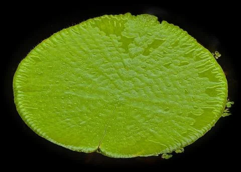 Isolated lotus leaf Foto stock