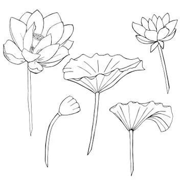 Isolated lotuses Stock Illustration