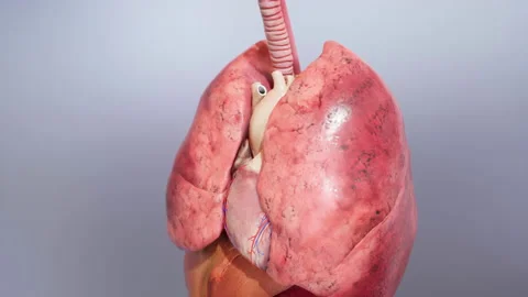 Isolated Lungs of a Human Breathing Stock Footage