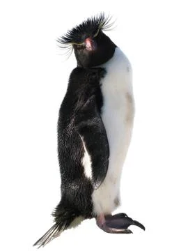 Isolated macaroni penguin Foto stock