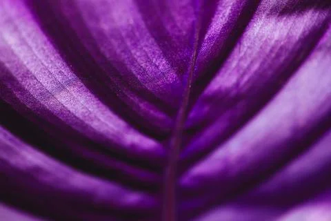 The isolated macro back side of the of a lilac leaf Stock Photos