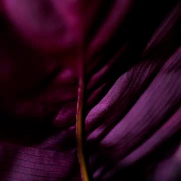 The isolated macro back side of the of a lilac leaf. Stock Photos