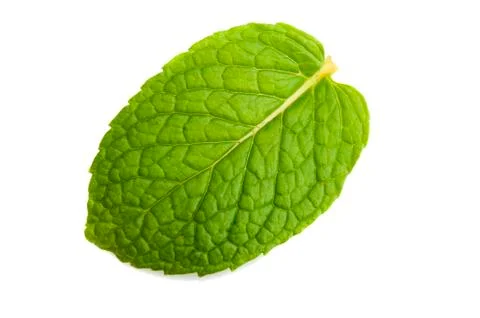 Isolated macro of fresh mint leaf Stock Photos