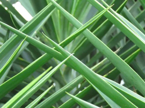Isolated macro of green palm frond spears texture pattern Stock Photos