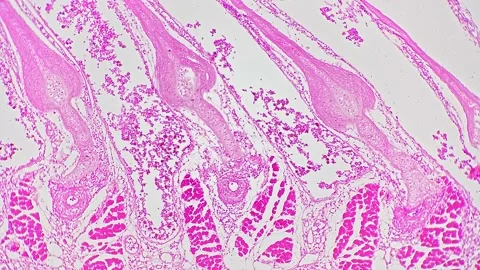 Isolated macro view of fish gill in cross section filmed under microscope 100x Stock Footage 222558714