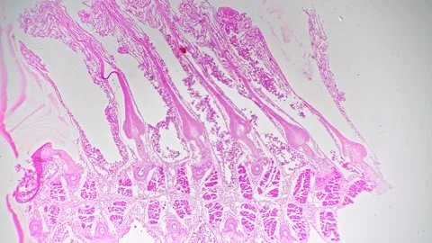 Isolated macro view of fish gill in cross section filmed under microscope 40x Stock Footage 222559135