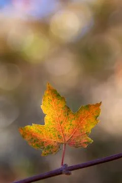 Isolated maple leaf on the branch Stock Photos