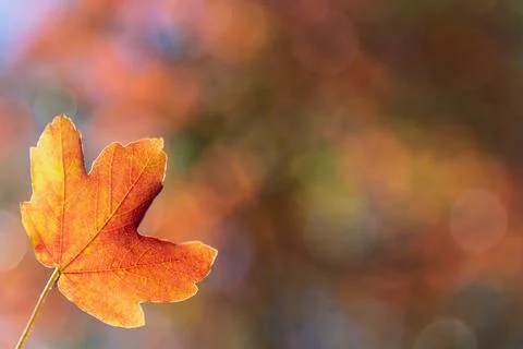 Isolated maple leaf on the branch Stock Photos