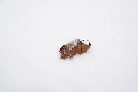 Isolated maple leaf fallen in the snow in a public garden Stock Photos