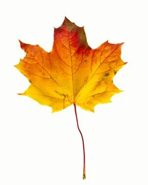 Isolated maple leaf Foto stock