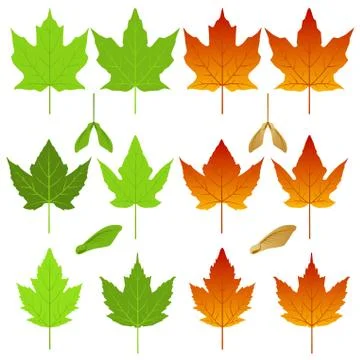 Isolated maple leaves Stock Illustration