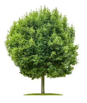 Isolated maple tree on a white background 库存照片