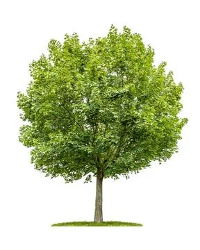Isolated maple tree on a white background isolated maple tree on a white b... Stock Photos