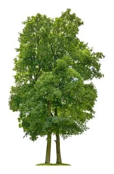 Isolated maple tree on a white background isolated maple tree on a white b... Stock Photos