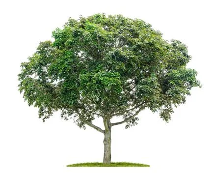 Isolated maple tree on a white background Isolated maple tree on a white b... Stock Photos