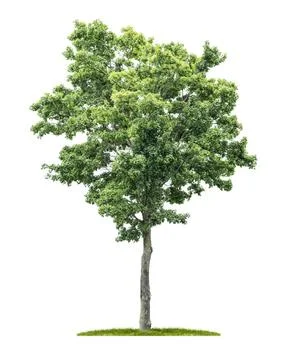 An isolated maple tree on a white background An isolated maple tree on a w... Stock Photos