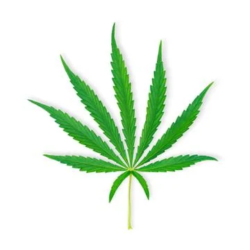 Isolated marihuana leaf Stock Photos