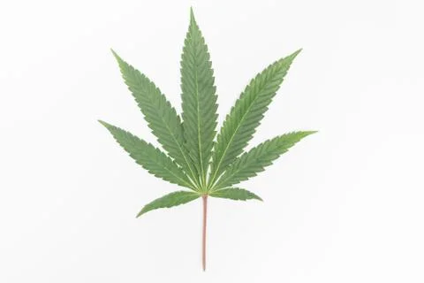 Isolated marijuana leaf with a blank white background Stock Photos