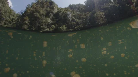 Isolated marine lake full of stingless Papuan jellyfish (Mastigia papua), Stock Footage 346628281