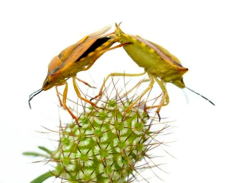 Isolated mating of shield bugs Stock Photos