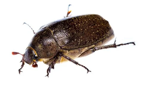 Isolated maybug beetle Stock Photos