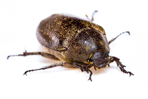 Isolated maybug beetle Stock Photos