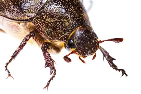 Isolated maybug beetle Stock Photos
