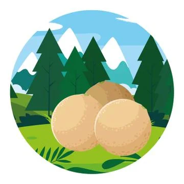 Isolated melons fruit vector design Stock Illustration