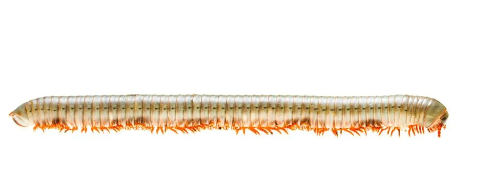 Isolated millipede Stock Photos