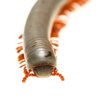 Isolated millipede Stock Photos