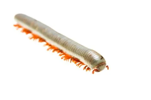 Isolated millipede Stock Photos