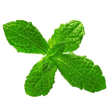 Isolated Mint leaf. Fresh mint on white background. Stock Photos
