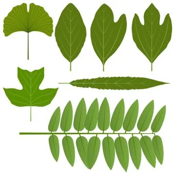 Isolated miscellaneous leaves Stock Illustration
