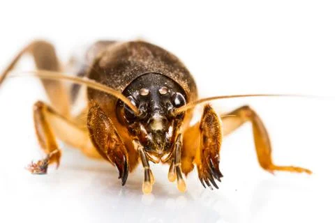 Isolated mole cricket Stock Photos