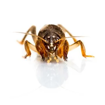 Isolated mole cricket Stock Photos