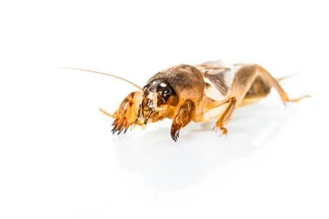 Isolated mole cricket Stock Photos