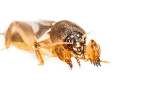 Isolated mole cricket Stock Photos