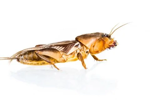 Isolated mole cricket Stock Photos