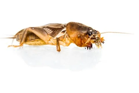 Isolated mole cricket Stock Photos