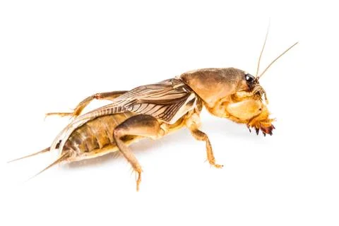 Isolated mole cricket Stock Photos