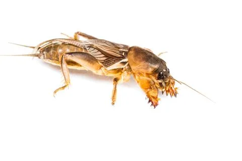Isolated mole cricket Stock Photos