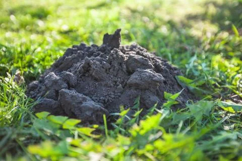Isolated molehill in grass Stock Photos
