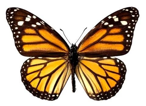 Isolated monarch butterfly Stock Photos