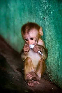 Isolated monkey cub with rolled up paper in hand. In a position that arouses  Stock Photos