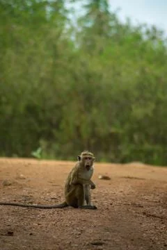 Isolated monkey (macaque) grimacing in the jungle. Udawalawa national park, S Stock Photos