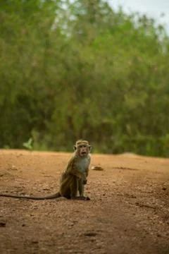 Isolated monkey (macaque) grimacing in the jungle. Udawalawa national park, S Stock Photos